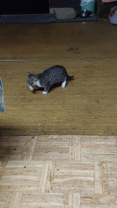 Kociaki, łowne kotki szukają domu