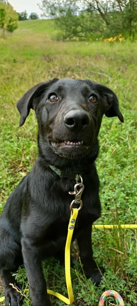 Wenus do adopcji! Sandomierz