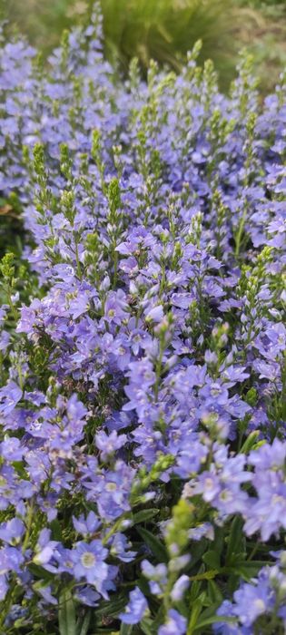 Гіпсофіла, будлея, вероніки, матрикарія, армерія, седуми, непта та ін.