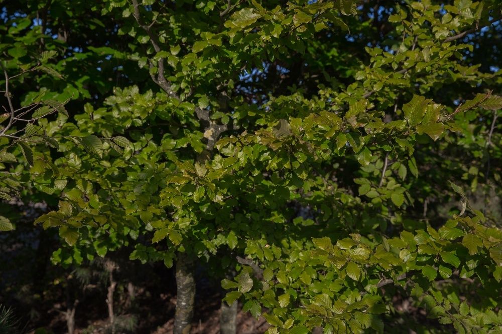 Buk pospolity wysokość 200- 300 cm, obwód pnia 6-8cm, z gruntu