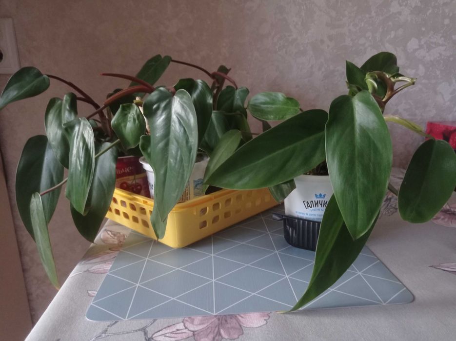 Неймовірно красиві рослини Філодендрон