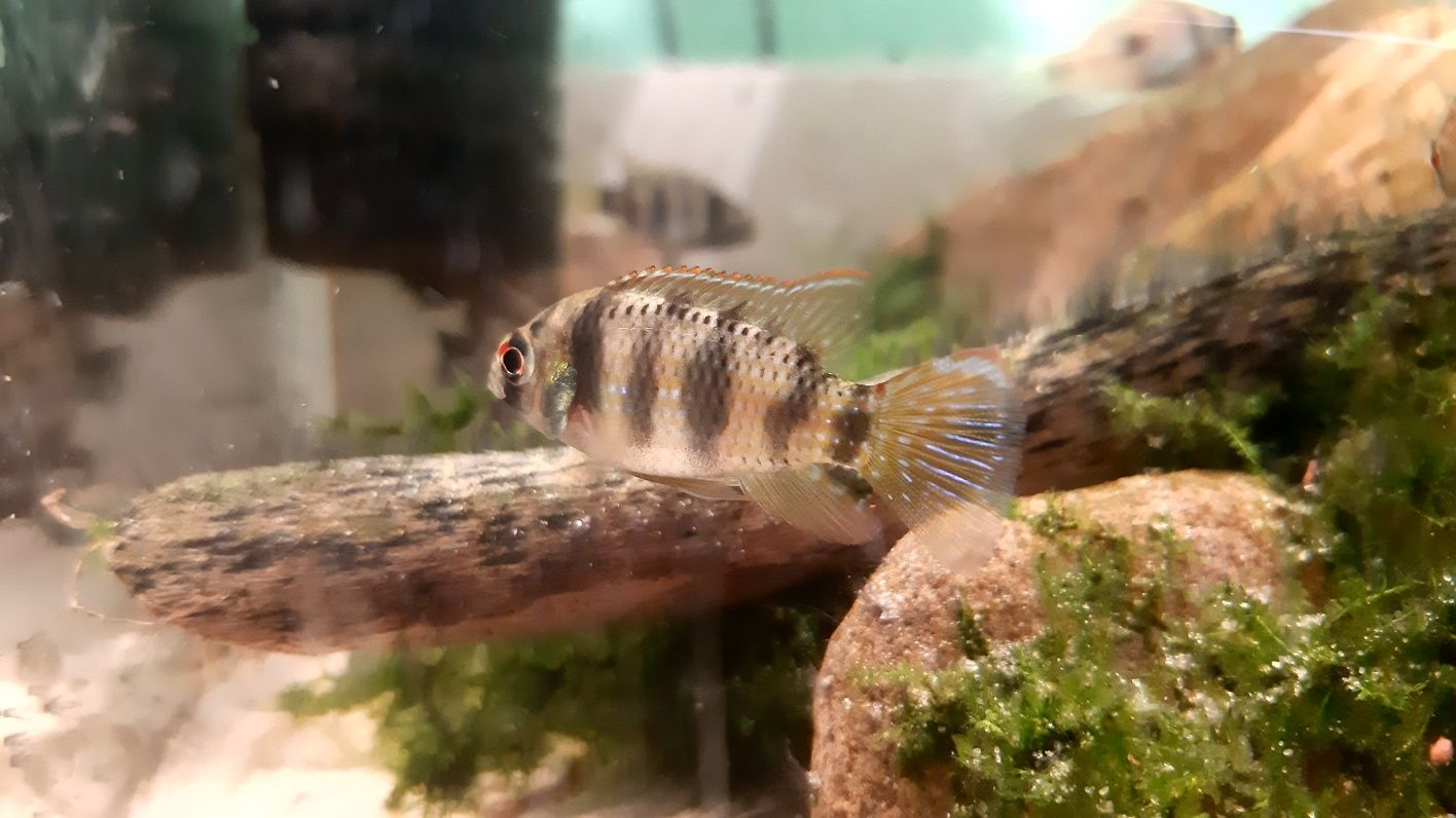 Anomalochromis thomasi F2 Barwniak Thomasa