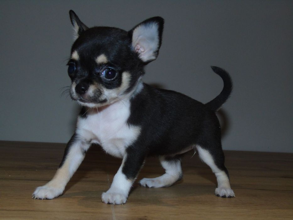 Chihuahua śliczna malutka sunia