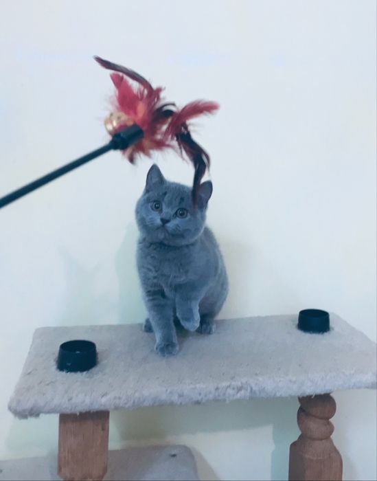 Мила дівчинка страйт