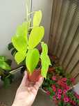 Philodendron neon.