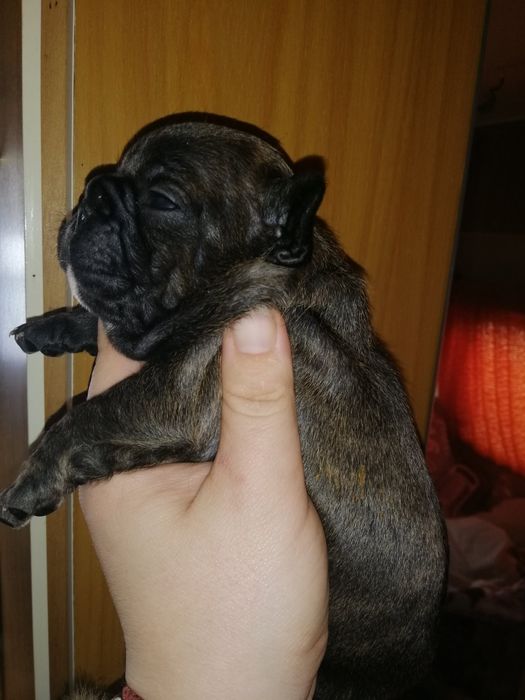 Французики хлопчики та дівчатка є доставка по всій Україні