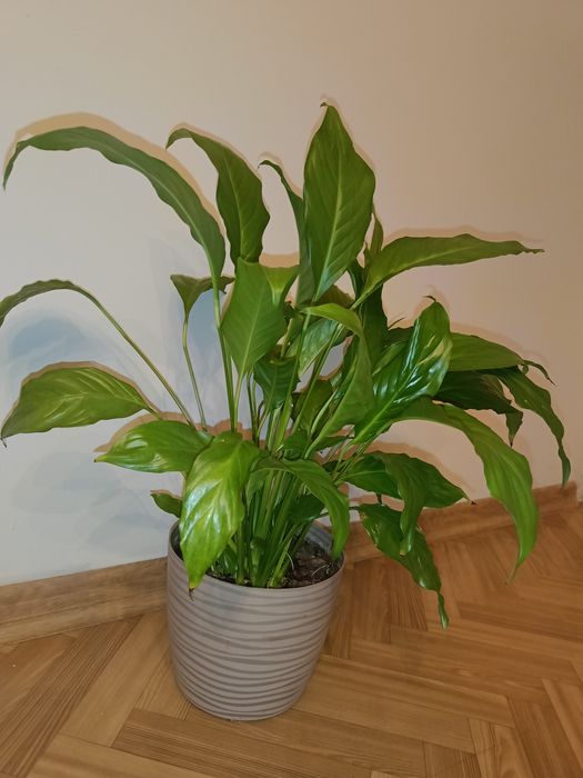 Skrzydłokwiat kwiatek doniczkowy