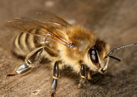 Бджоломатки Українська Степова плідні ,високопрудуктивні 2024 р