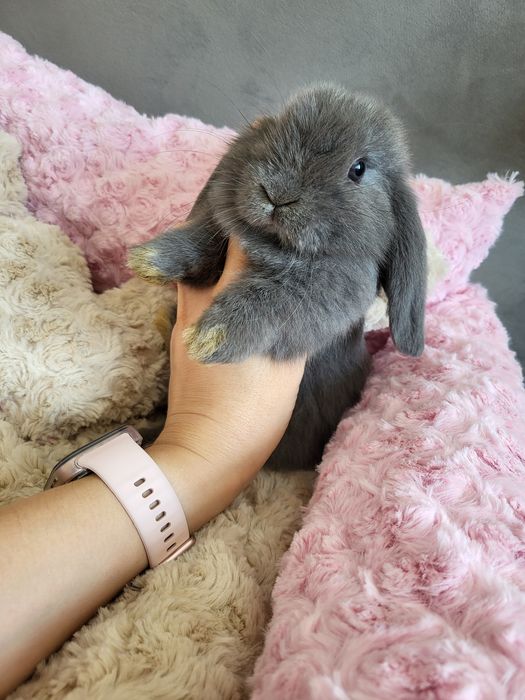 Króliczki Mini Lop WYPRAWKA miniaturki karzełki małe baranki hodowla