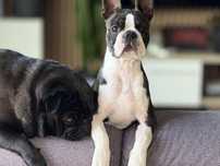 Szczenieta rasy Boston Terrier