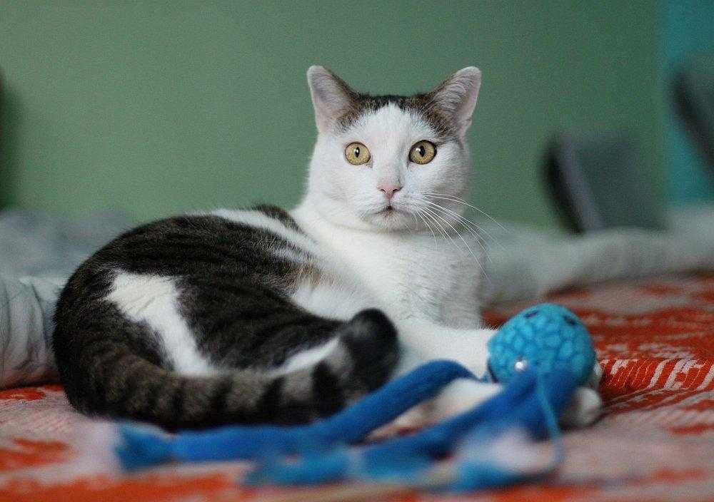 Do adopcji śliczna koteczka Alusia!