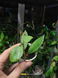 Hoya amoena rośnie