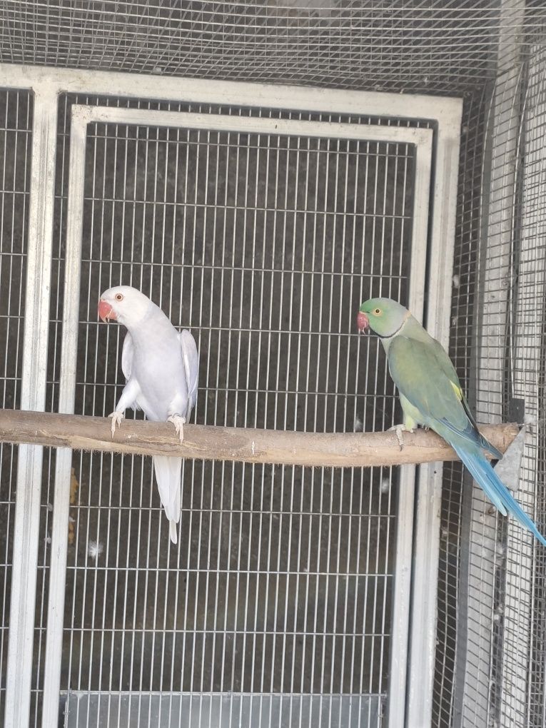 Casal reprodutor