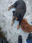 Rottweiler Fêmea de 7 Anos para Adoção Responsável