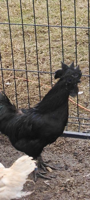 Ayam Cemani - Czarna kura, czarne kości i mięso