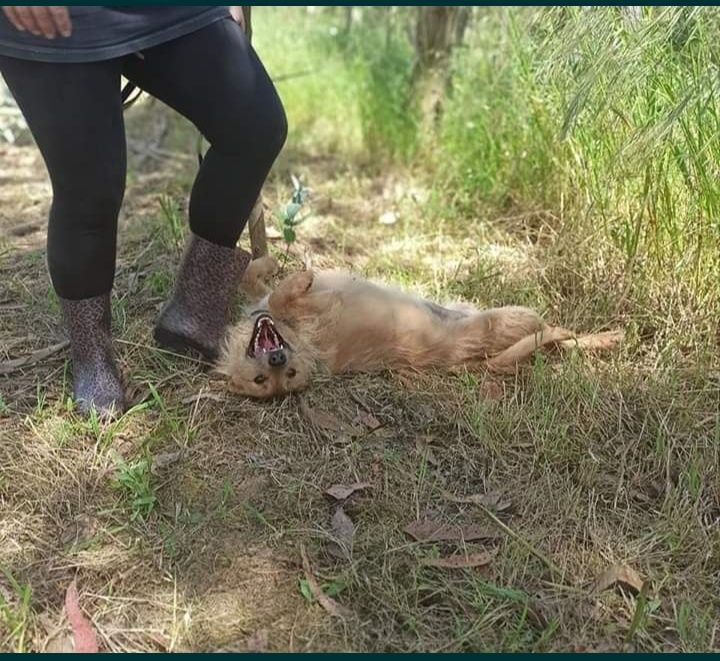 Francisca- Cachorra de porte médio para adoção