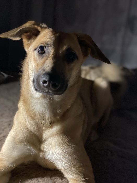 Безкоштовно цуценя