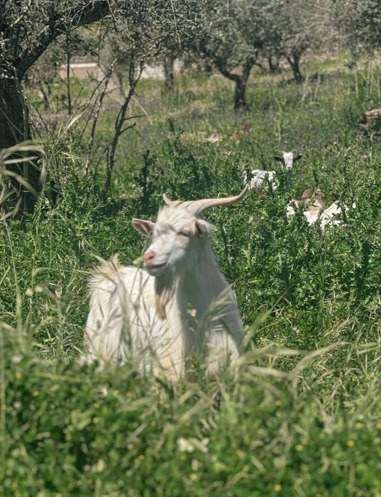 Chibos Anões Castradados