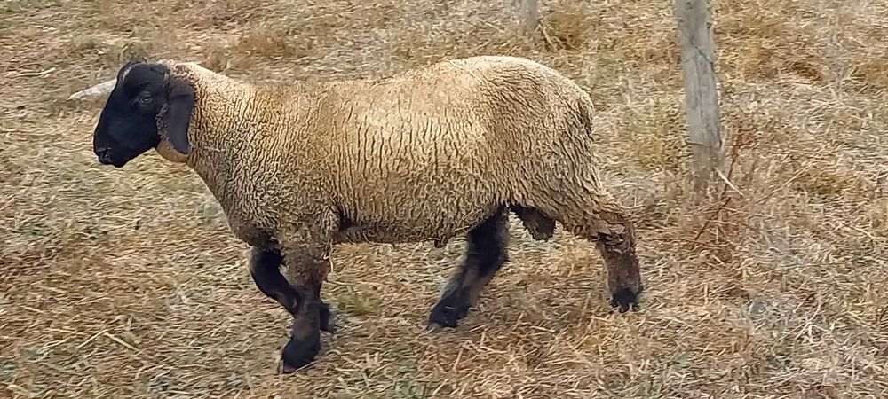 Borrego Suffolk puro