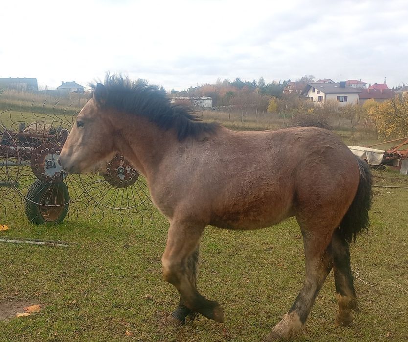 Źrebięta klacze na sprzedaż