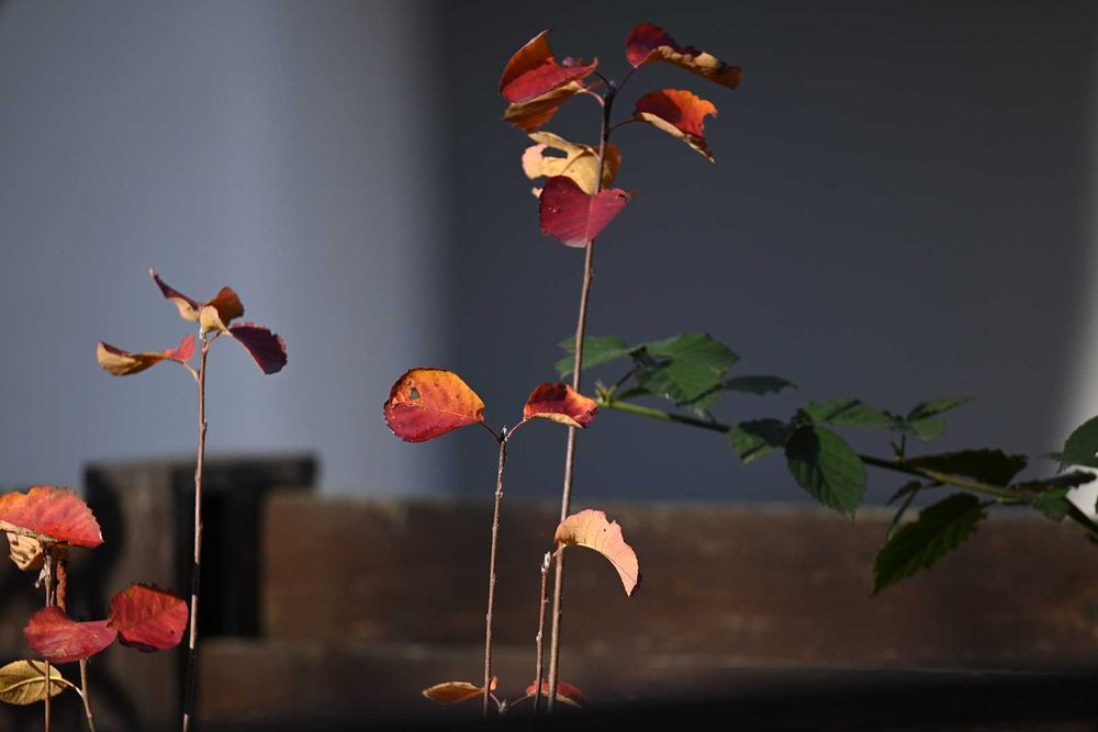 Nikon/Tamron SP 150-600mm F/5-6.3 Di VC USD з мануальним фокусуванням