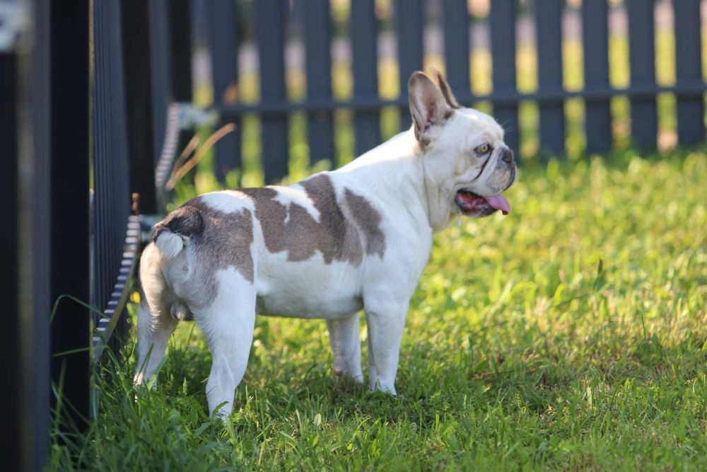 Samiec Buldog Francuski 1 rok