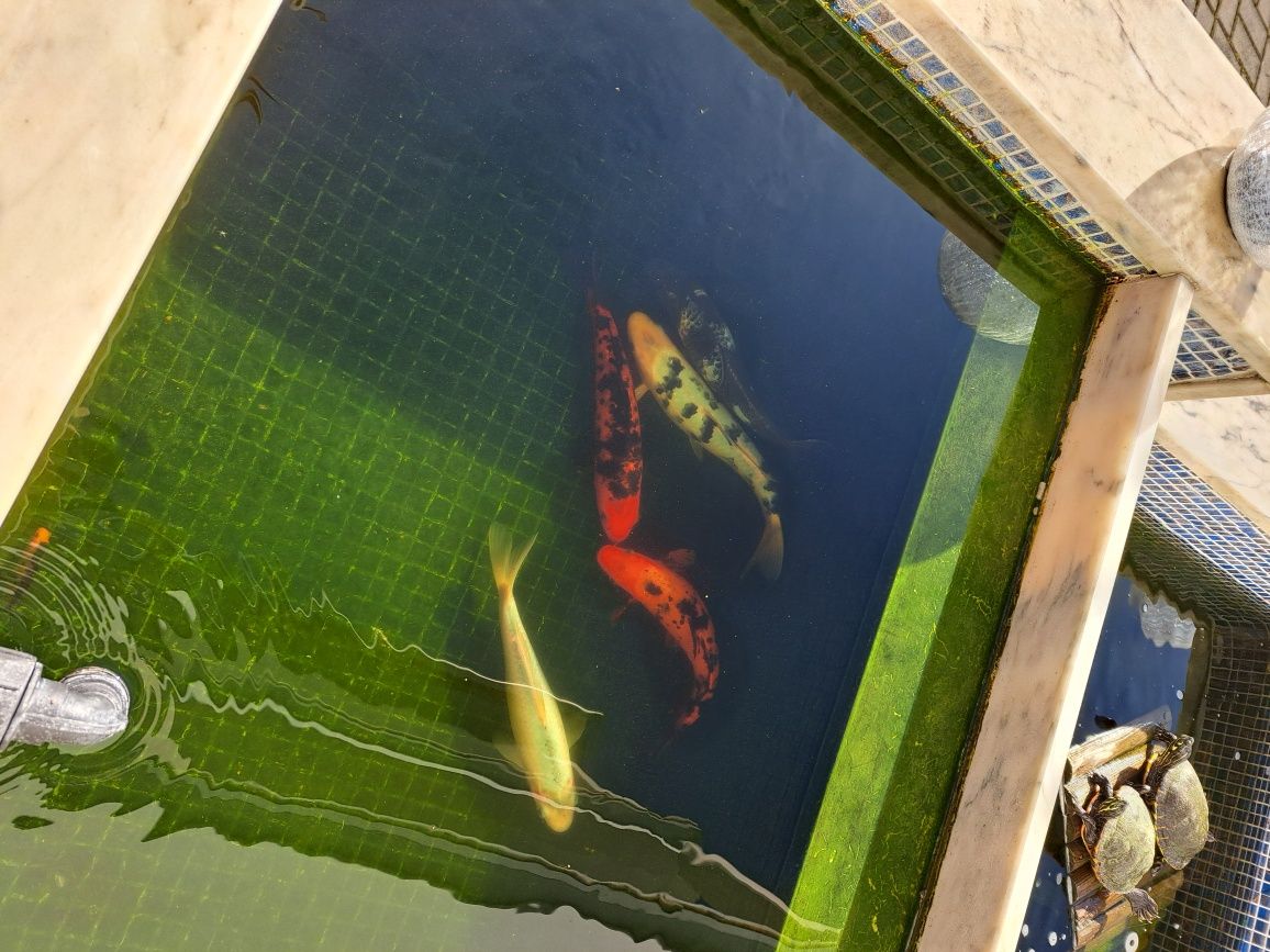 Peixes de Lagoa (5)