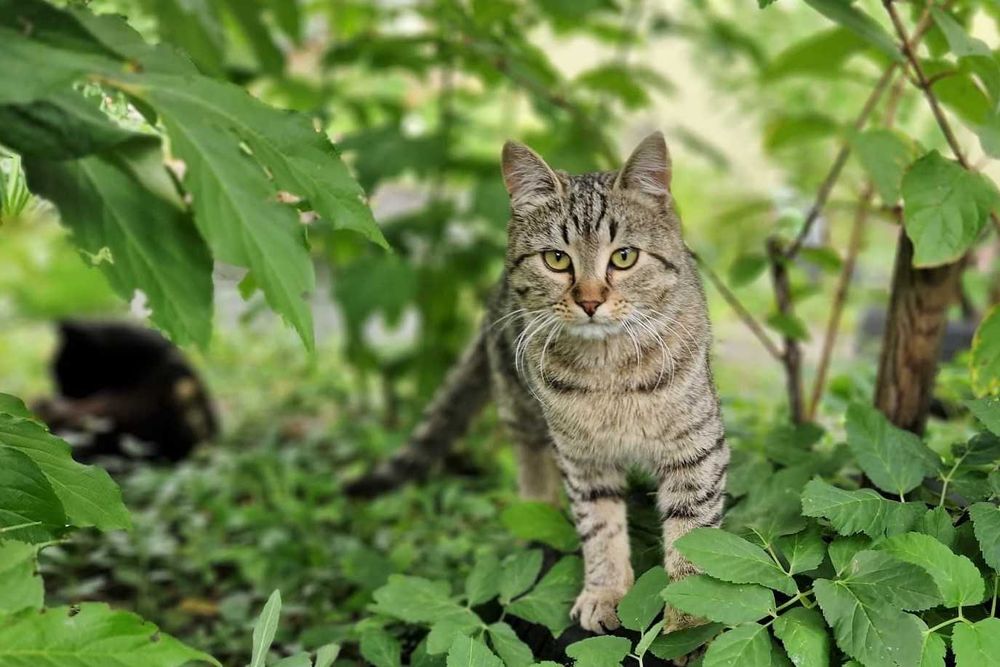 siedzi pod blokiem i błaga o dom :( .Porzucony kot- Lepik