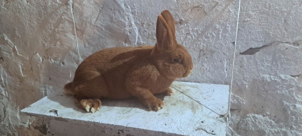 Nowozelandzki czerwony.