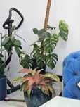 Monstera Variegata cała kwiat roślina 16 liści kurier lub odbiór