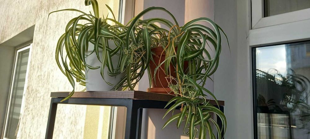 Продам хлорофитум "Бонні"