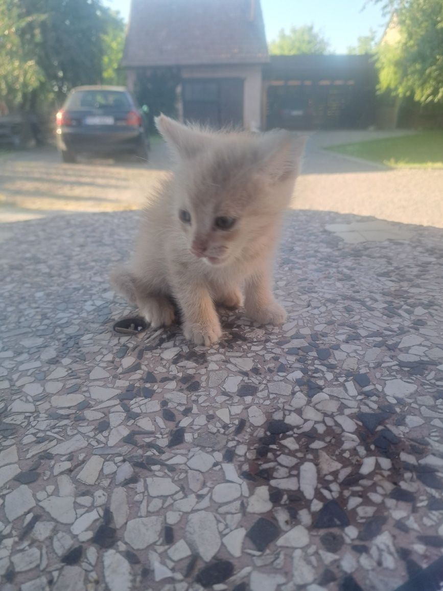 Oddam kotki w dobre ręce