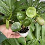 pilea peperomioides