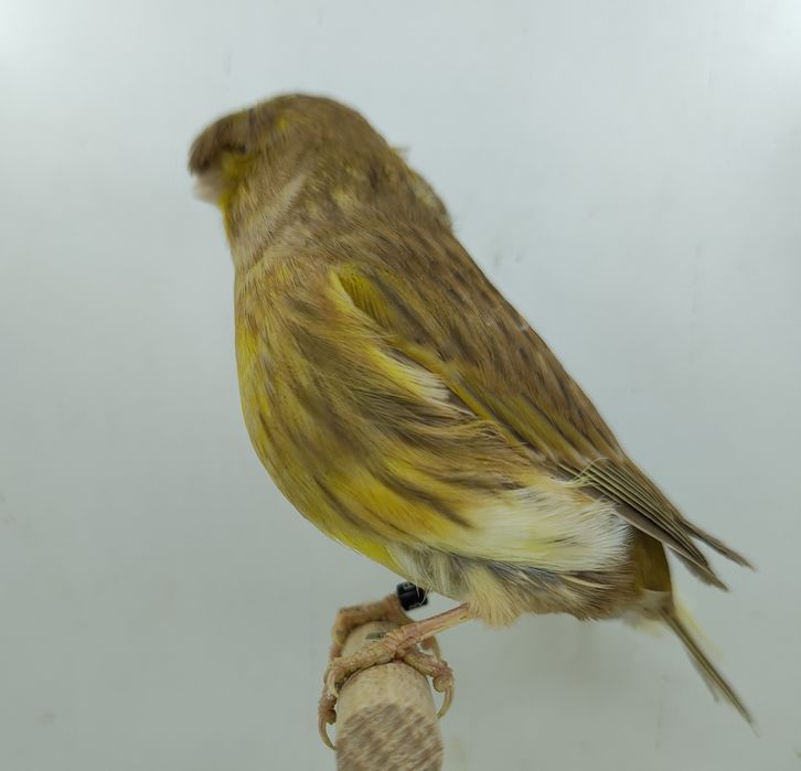 Kanarek kanarki gloster samica