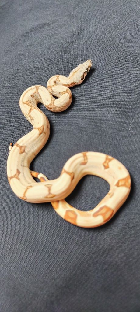 Węże zbożowe Hypo (Salmon) Jungle het Albino sharp