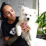 Samoyed pies FCI