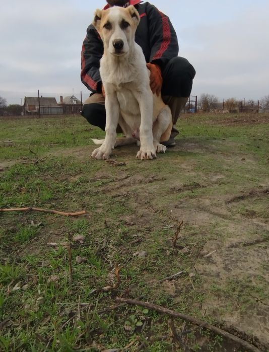 Продам щенка Алабая