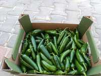 Papryka Jalapeno 10 kilogramów