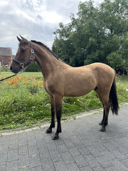 Wałach do dzierżawy