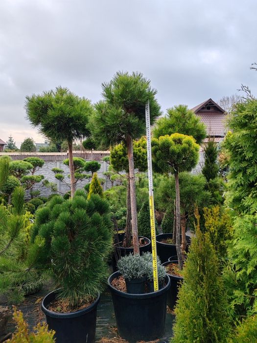 Штамбові  рослини