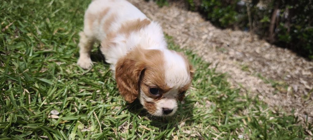 Cavalier King Charles Fêmea criado em ambiente familiar disponível par
