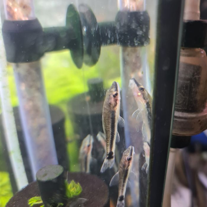 Otosek przyujściowy