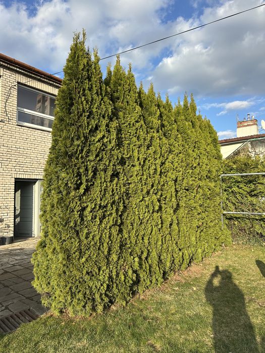 Thuja szmaragdowa 350cm 14szt żywotnik żywoplot