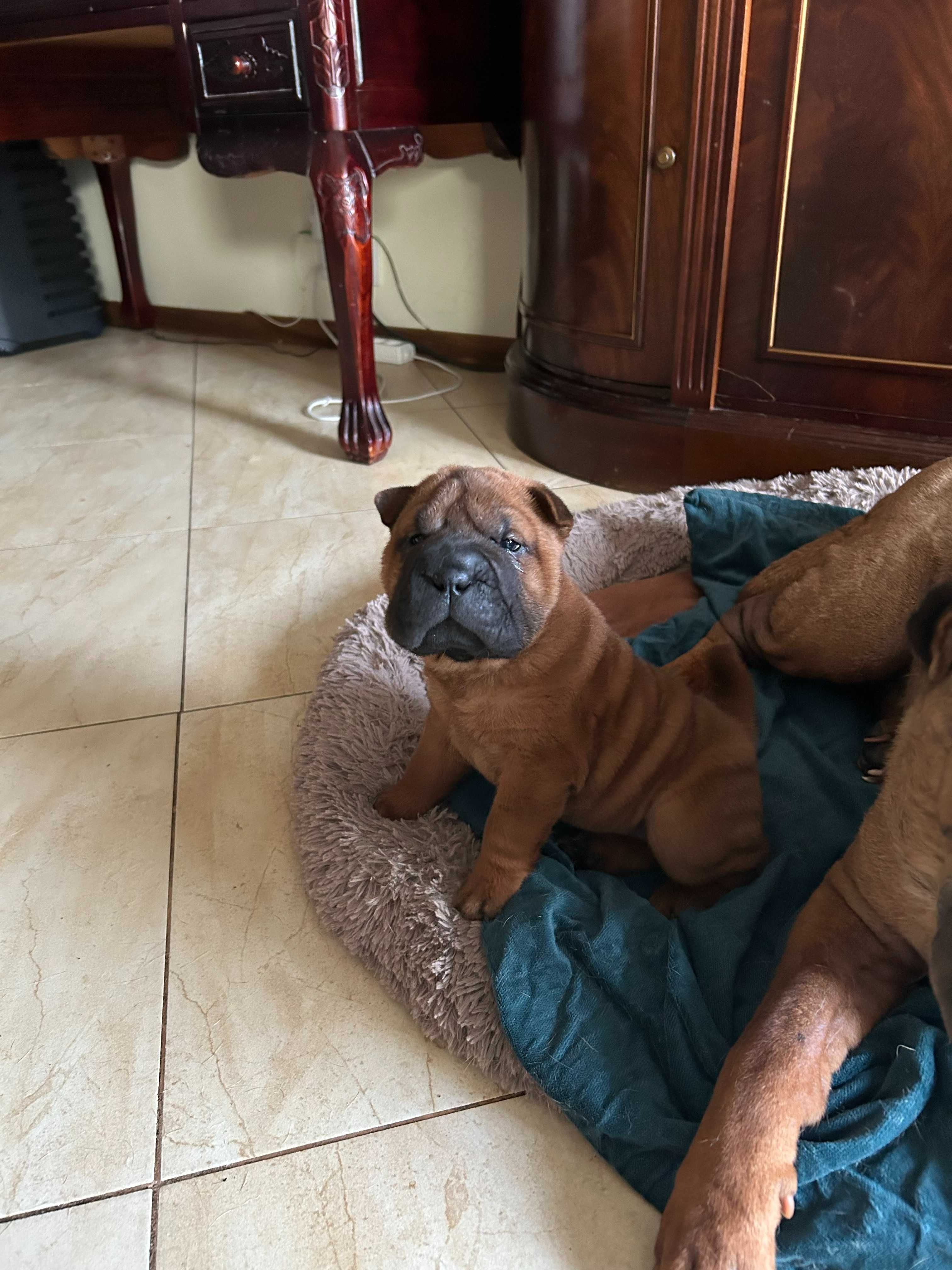 szczeniaki shar-pei ZKwP FCI