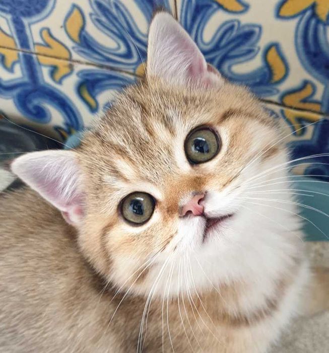 Gatinho scottish straight