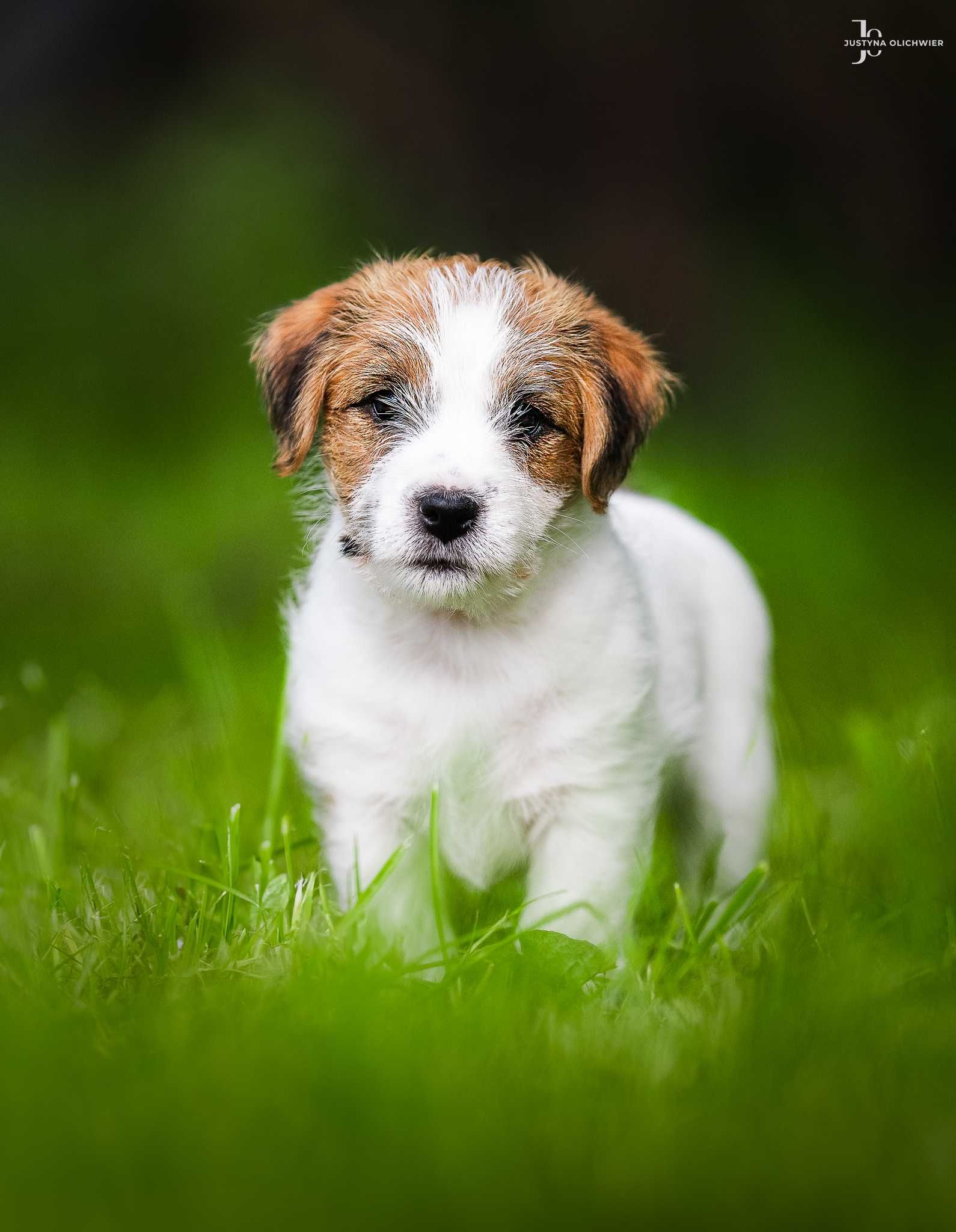 Jack Russell Terrier