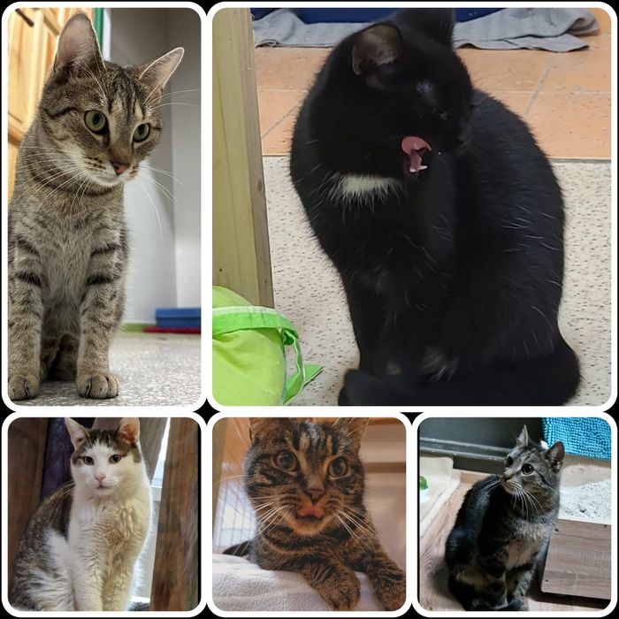 Kotki w różnym wieku do adopcji