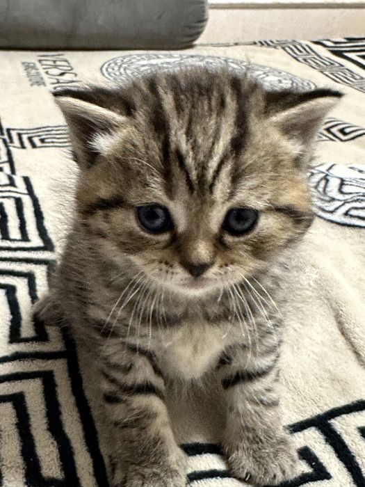 Котята шотландські