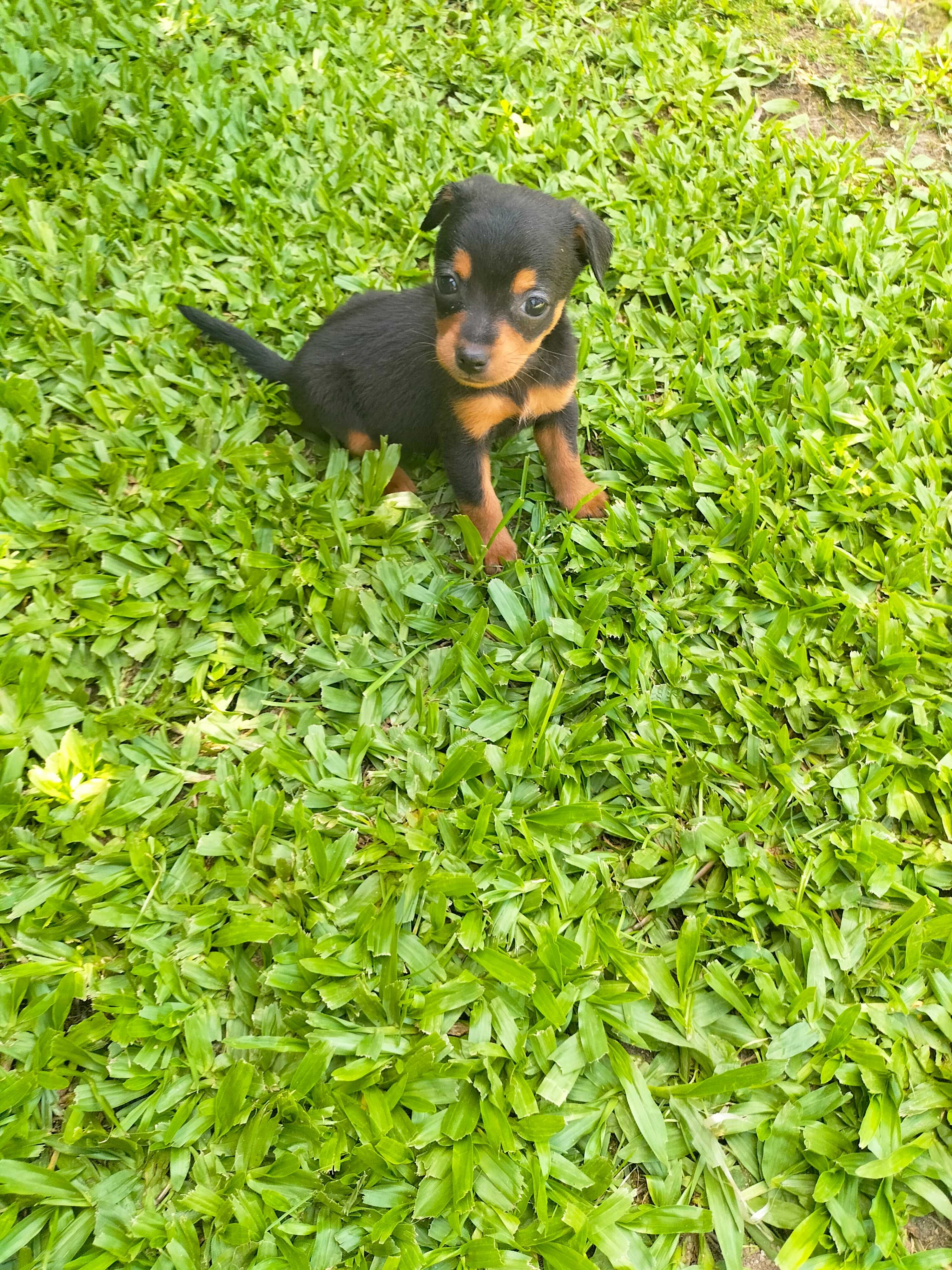 Pinscher mini fêmea linda