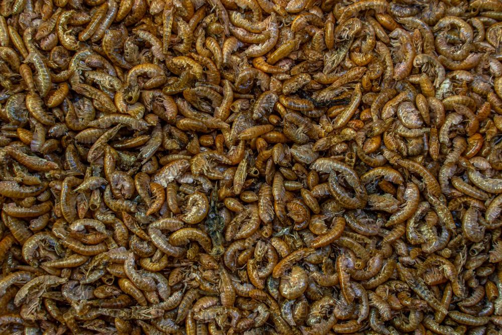 Gammarus kiełż suszony, pokarm dla ryb, żółwi  [0,5kg]